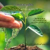 طرح بزرگ همکاشت 2