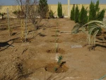 کاشت بیش از 150 اصله درخت مثمر به مناسبت روزدرختکاری وهفته منابع طبیعی در آموزشکده فنی دختران میبد 9