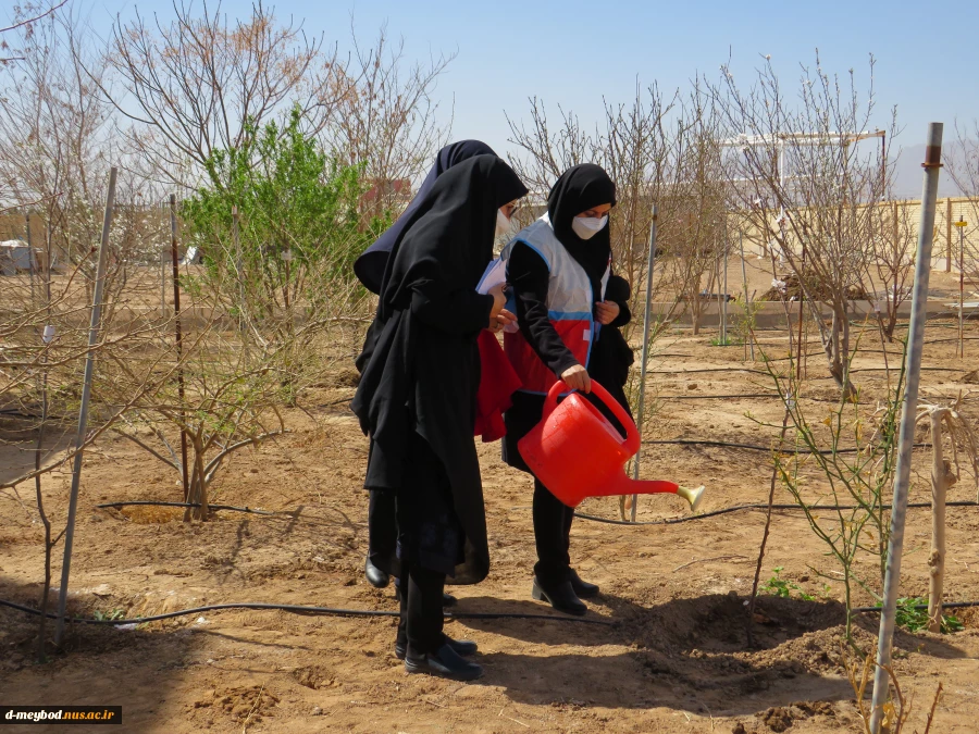 کاشت 135اصله درخت مثمروغیرمثمر به مناسبت روزدرختکاری وهفته منابع طبیعی در آموزشکده فنی دختران میبد 8