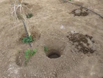 کاشت 135اصله درخت مثمروغیرمثمر به مناسبت روزدرختکاری وهفته منابع طبیعی در آموزشکده فنی دختران میبد 12