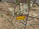 کاشت 135اصله درخت مثمروغیرمثمر به مناسبت روزدرختکاری وهفته منابع طبیعی در آموزشکده فنی دختران میبد 13