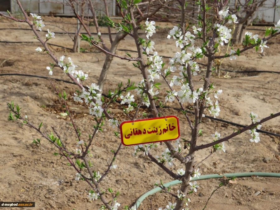 کاشت 135اصله درخت مثمروغیرمثمر به مناسبت روزدرختکاری وهفته منابع طبیعی در آموزشکده فنی دختران میبد 13