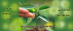 روز درختکاری
 2
