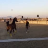 اعزام دانشجویان خوابگاهی دانشگاه ملی مهارت واحد دختران میبد  به همایش سوارکاری 4