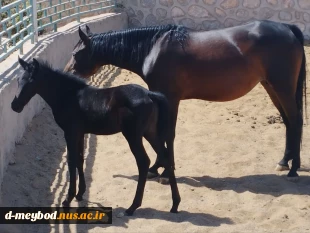 بازدید آموزشی دانشجویان رشته عکاسی در همایش سوارکاری باشگاه نهروان مصدق 5