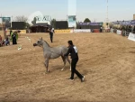 حضور دانشجویان دانشگاه ملی مهارت واحد دختران میبد در جشنواره زیبایی اسب اصیل عرب کشور
 2