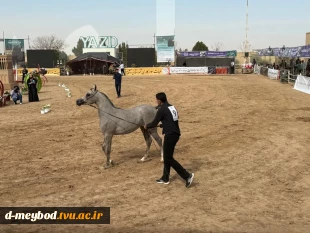 حضور دانشجویان دانشگاه ملی مهارت واحد دختران میبد در جشنواره زیبایی اسب اصیل عرب کشور
 2