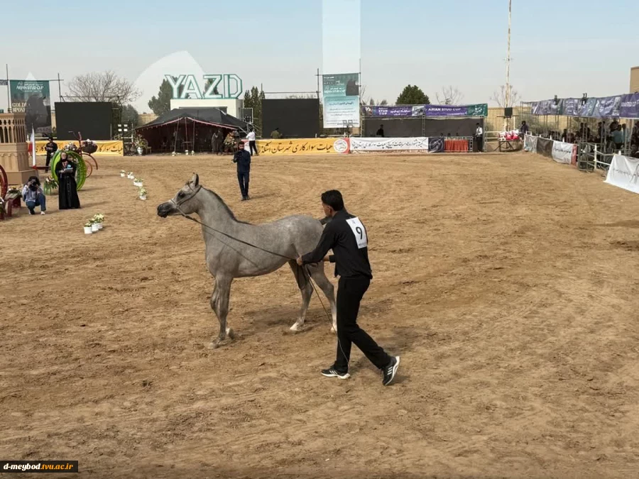 حضور دانشجویان دانشگاه ملی مهارت واحد دختران میبد در جشنواره زیبایی اسب اصیل عرب کشور
 2