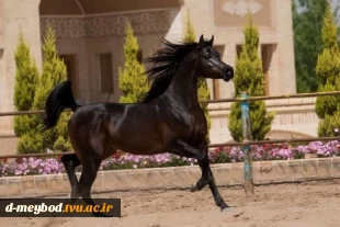 حضور دانشجویان دانشگاه ملی مهارت واحد دختران میبد در جشنواره زیبایی اسب اصیل عرب کشور
 2