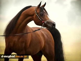 حضور دانشجویان دانشگاه ملی مهارت واحد دختران میبد در جشنواره زیبایی اسب اصیل عرب کشور
 2